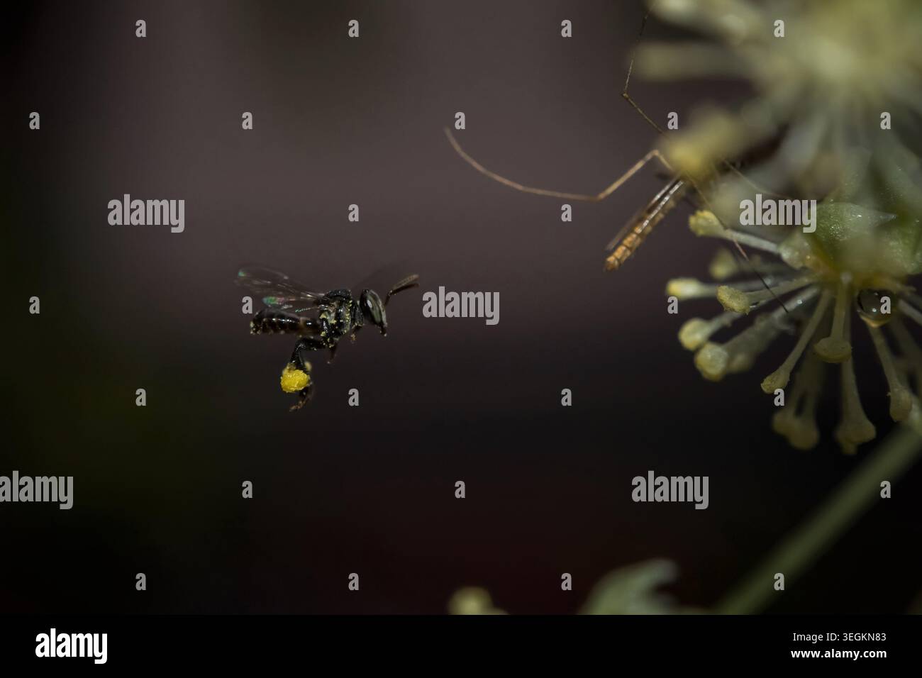 Quilon, Kerala, India - 7 Giugno 2019: Mosquito battenti con il polline sulle sue gambe Foto Stock