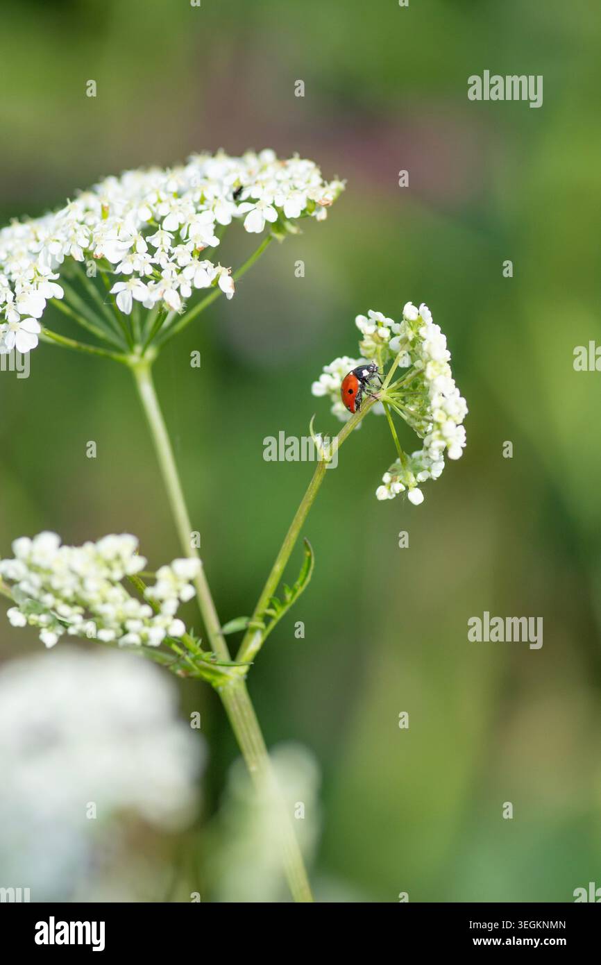 Fiore di Ladybird una testa di fiori di prezzemolo di mucca, primo piano di alimentazione degli insetti. Foto Stock