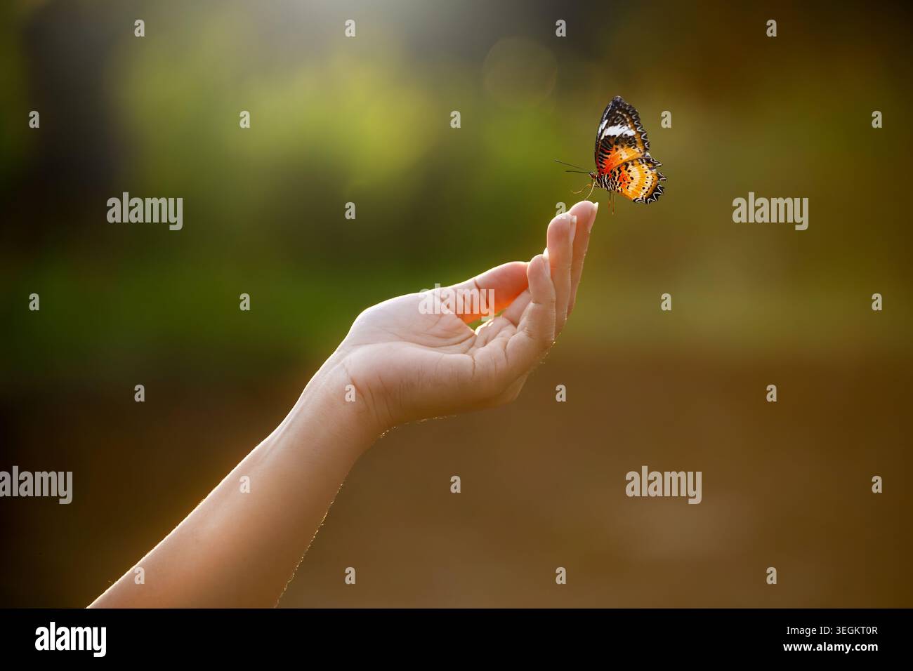 Farfalla appoggiata su Finger Tip contro Golden Sunset Sky. Farfalla che riposa tocco di mano libertà ispirazione concetto natura speranza serenità andare Foto Stock