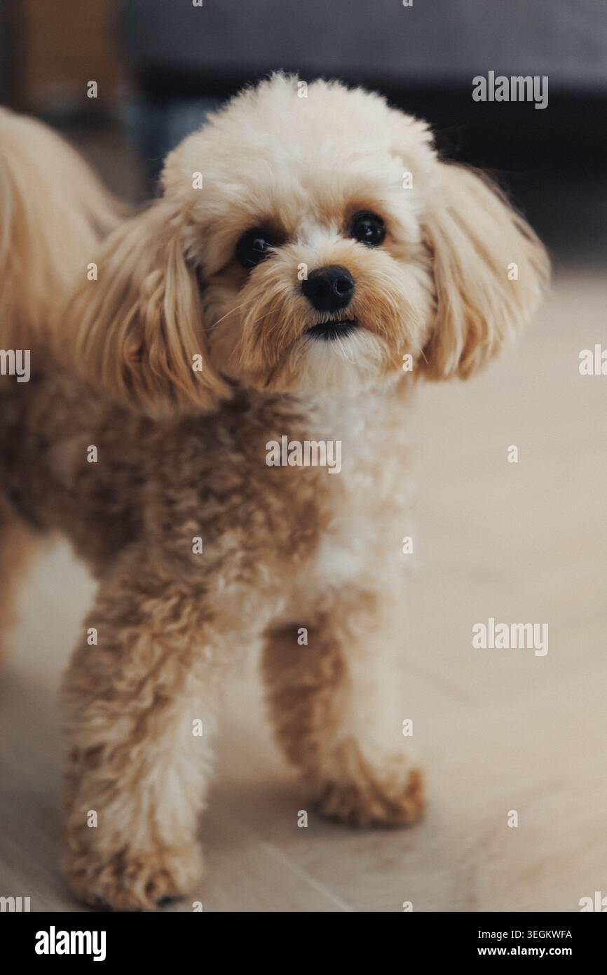 Questo piccolo cane marrone chiaro copre una pelliccia morbida e riccia Foto Stock