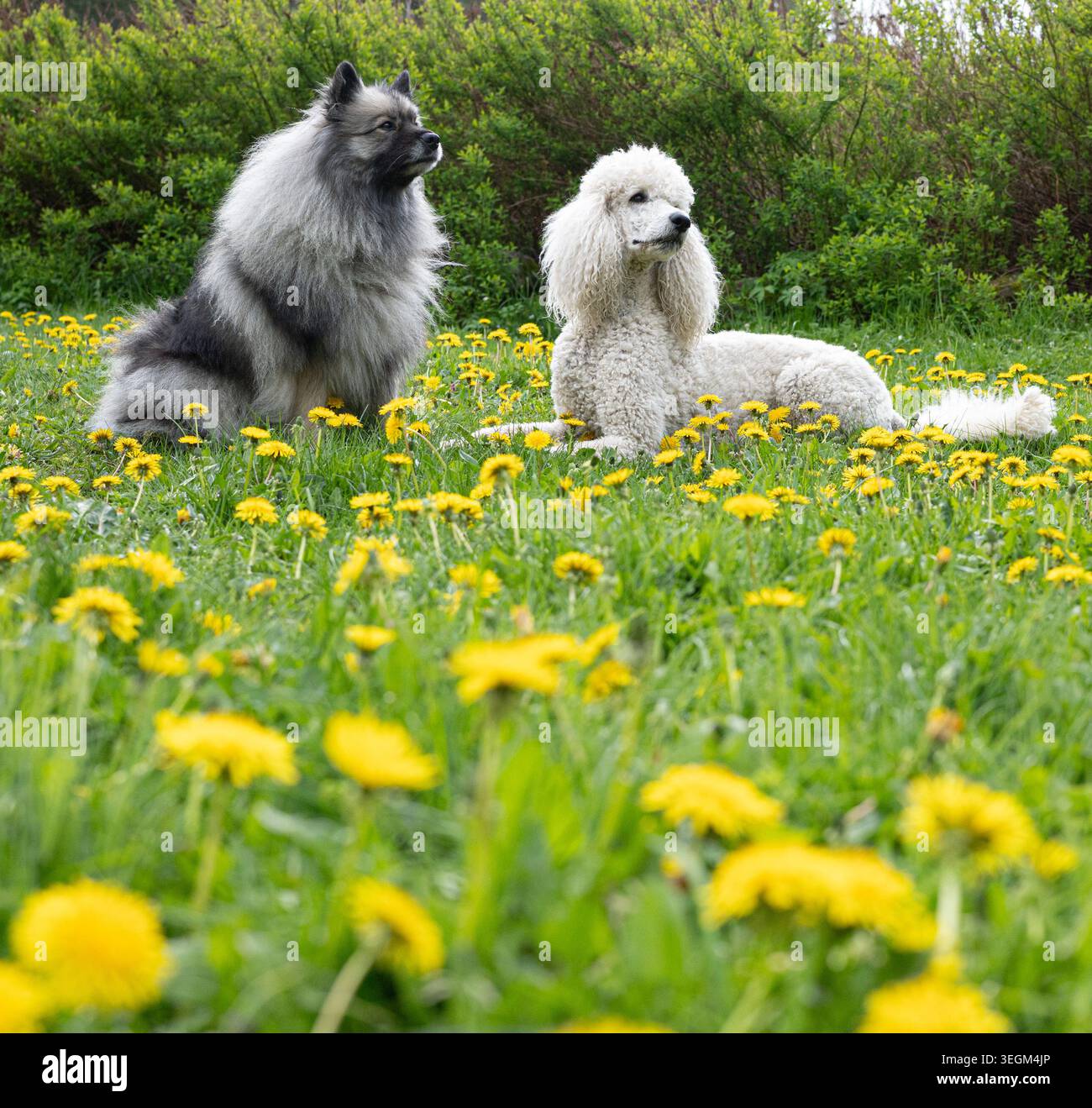 Cani e leoni. Foto Stock