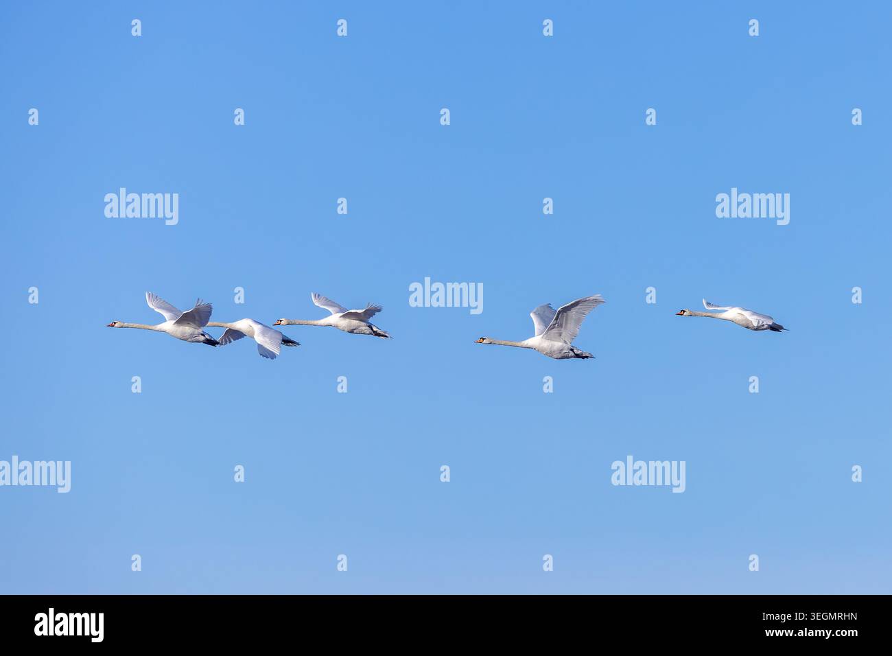 Gruppo migratorio di cigni muti adulti (Cygnus olor) chiamati volo / gregge / cuneo che volano contro il cielo blu in inverno Foto Stock
