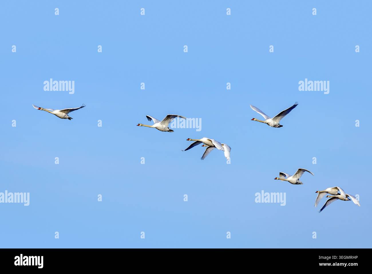 Gruppo migratorio di cigni muti adulti (Cygnus olor) chiamati volo / gregge / cuneo che volano contro il cielo blu in inverno Foto Stock