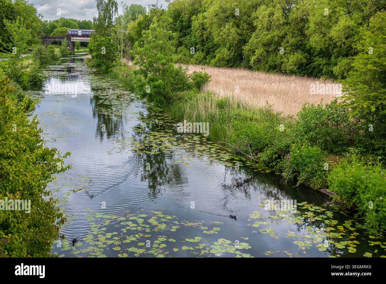Il Sankey Valley Ribbon Park presenta una tranquilla via d'acqua adornata da giglio, mentre un treno attraversa un ponte, mescolando natura e carpentiere industriale Foto Stock
