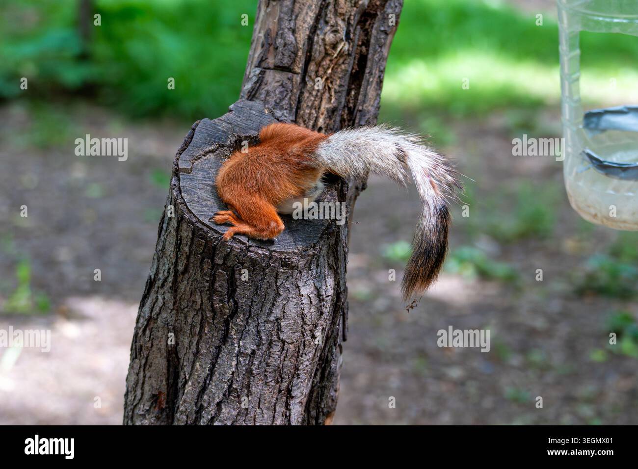 Divertente scoiattolo rosso incastrato in una cavità di albero, mostrando solo la sua coda soffice e le zampe posteriori. Foto Stock