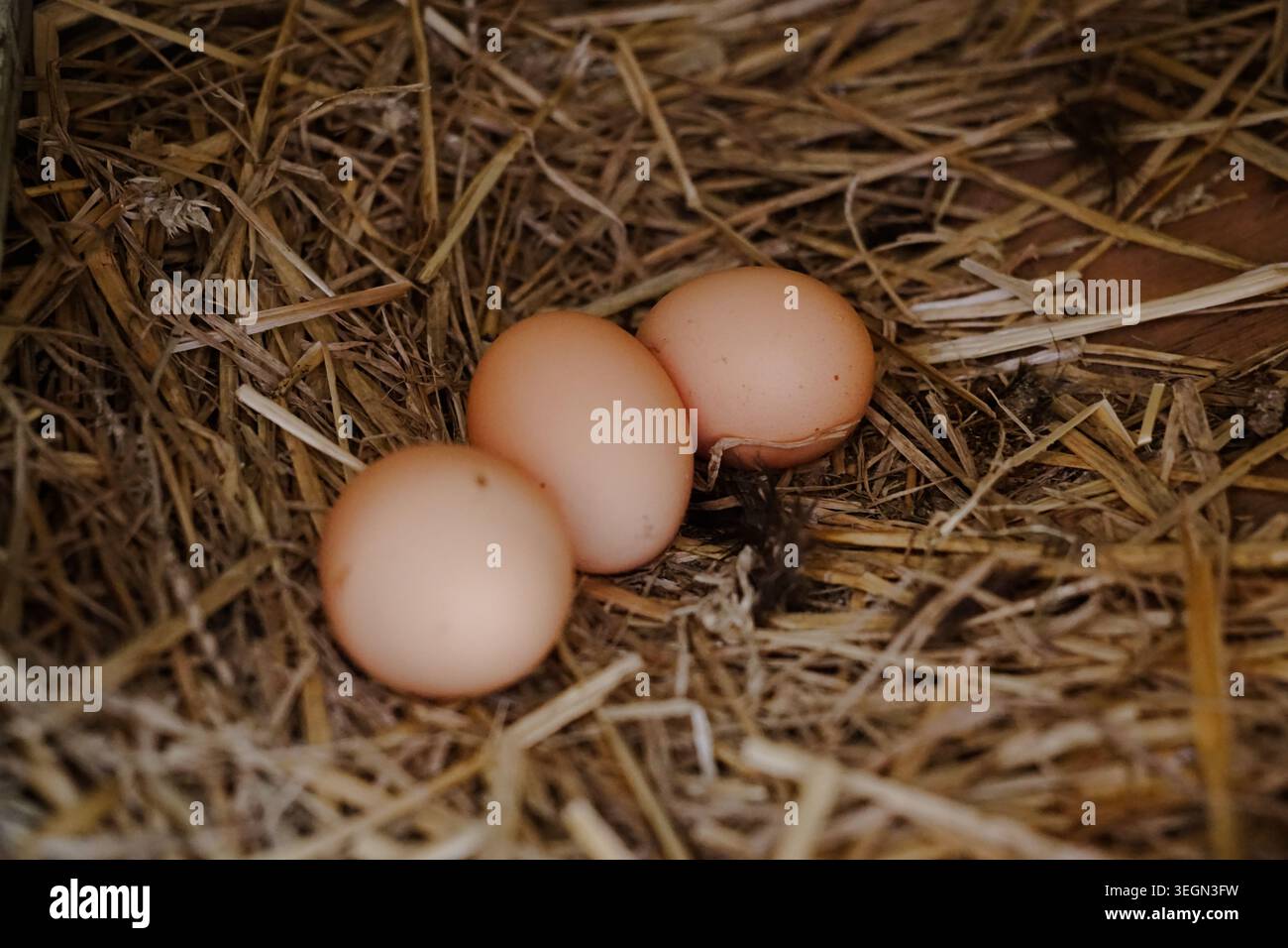 Uova di pollo che riposano in un nido di paglia all'interno di una culla di fattoria o in un pollaio. Foto Stock