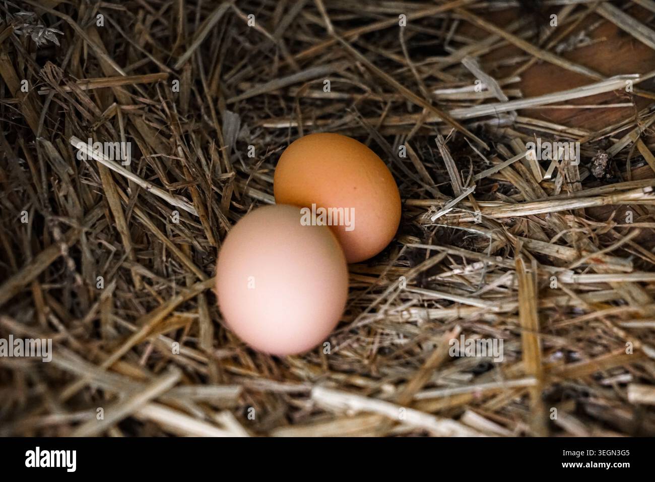 Due uova di pollo marrone che riposano in un nido di paglia all'interno di una rustica culla di fattoria. Foto Stock