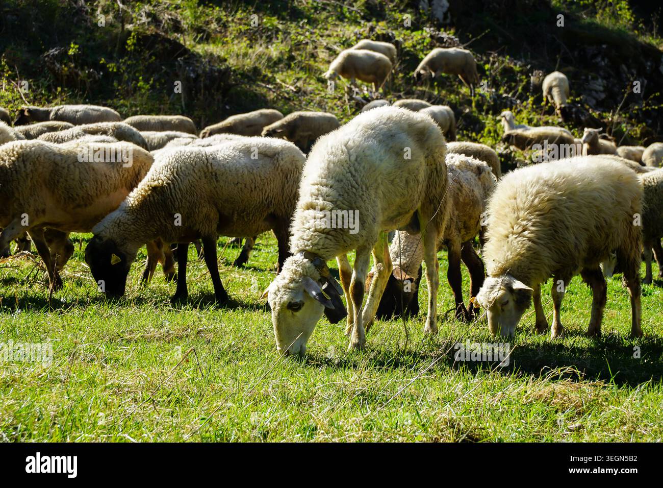 Pecore che pascolano su un pascolo verde accanto a una collina boscosa in un ambiente rurale agricolo. Foto Stock