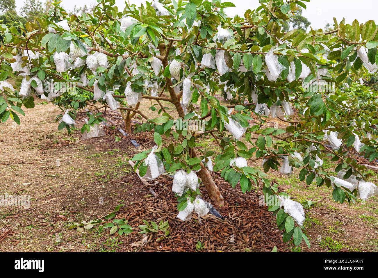 File di alberi da frutto in sacco crescono in un appezzamento di frutteto con pacciame e terreno aperto come parte della coltivazione gestita. Foto Stock