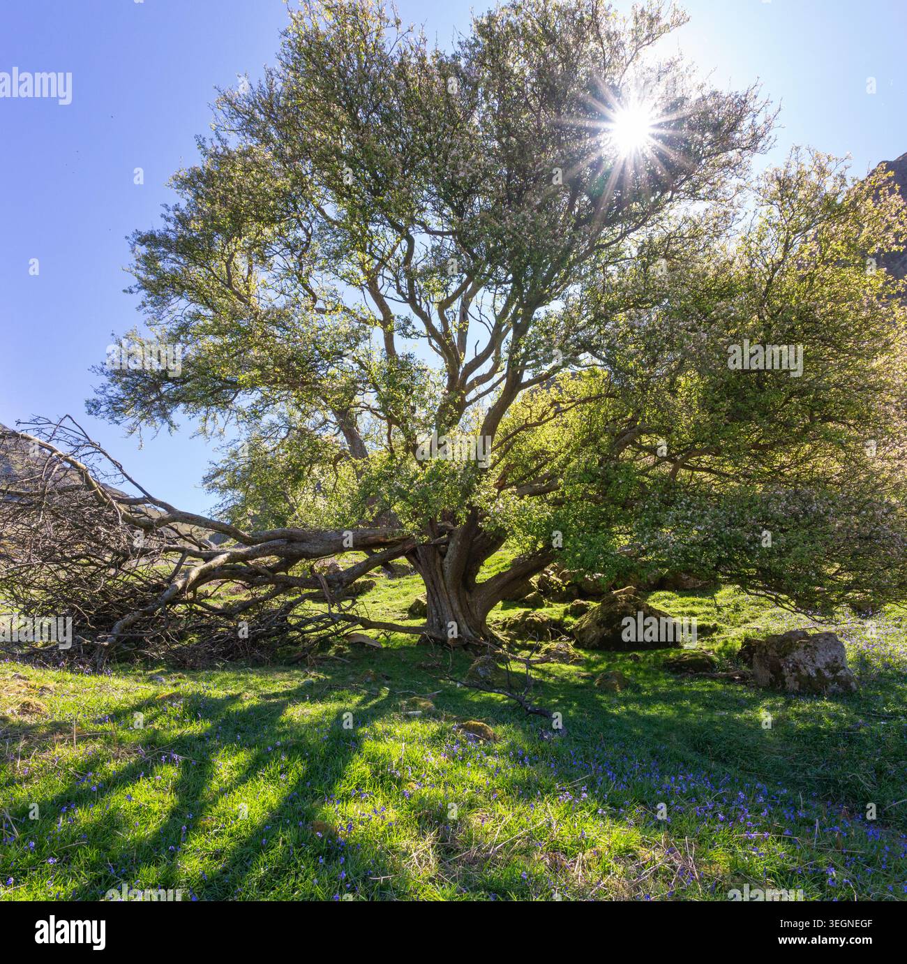 Un magnifico vecchio melo risplende nel caldo sole retroilluminato a Rannerdale Knotts, circondato dalla fresca bellezza primaverile nel Lake District. Foto Stock