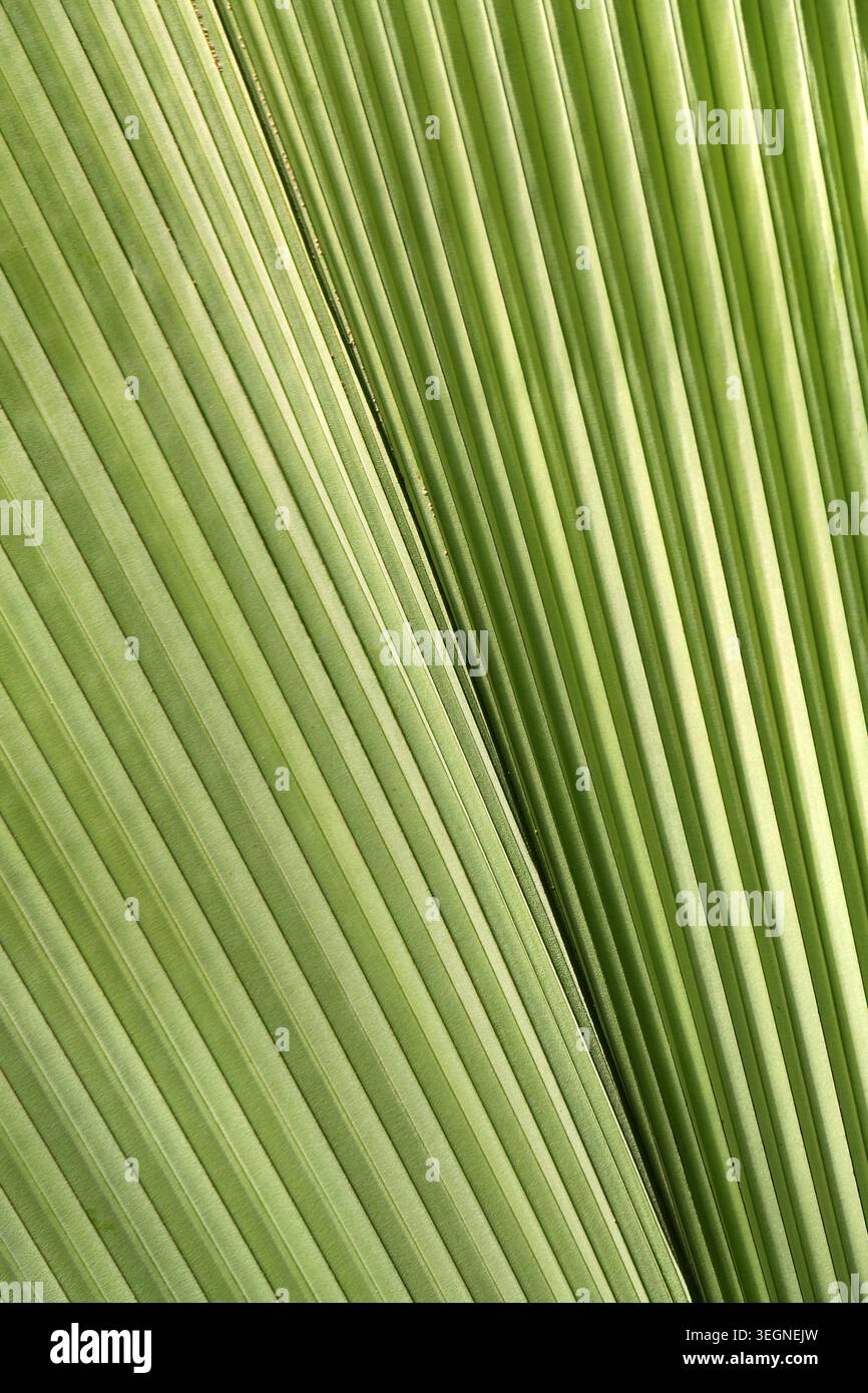 Joey Palm o Umbrella Leaf Palm, Johannesteijsmannia altifrons, Arecaceae. Malesia, Thailandia, Borneo e Sumatra, Asia. Foto Stock
