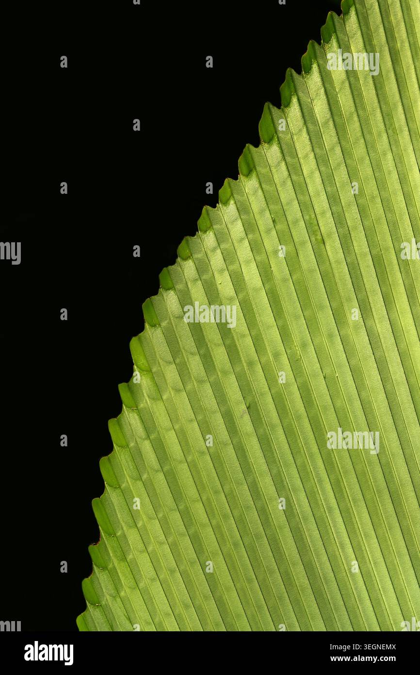 Joey Palm o Umbrella Leaf Palm, Johannesteijsmannia altifrons, Arecaceae. Malesia, Thailandia, Borneo e Sumatra, Asia. Foto Stock