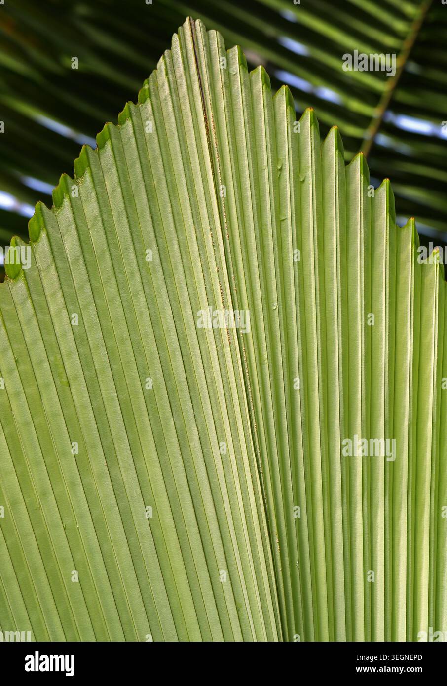 Joey Palm o Umbrella Leaf Palm, Johannesteijsmannia altifrons, Arecaceae. Malesia, Thailandia, Borneo e Sumatra, Asia. Foto Stock