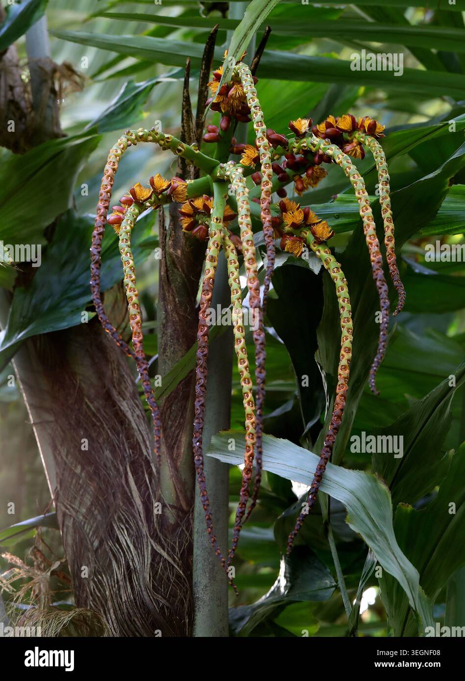 Ivory cane Palm, Pinanga coronata, Arecaceae. Da Sumatera alle piccole Isole della sonda, Indonesia. Originaria di Java, Lesser Sunda è., Sumatra. Foto Stock