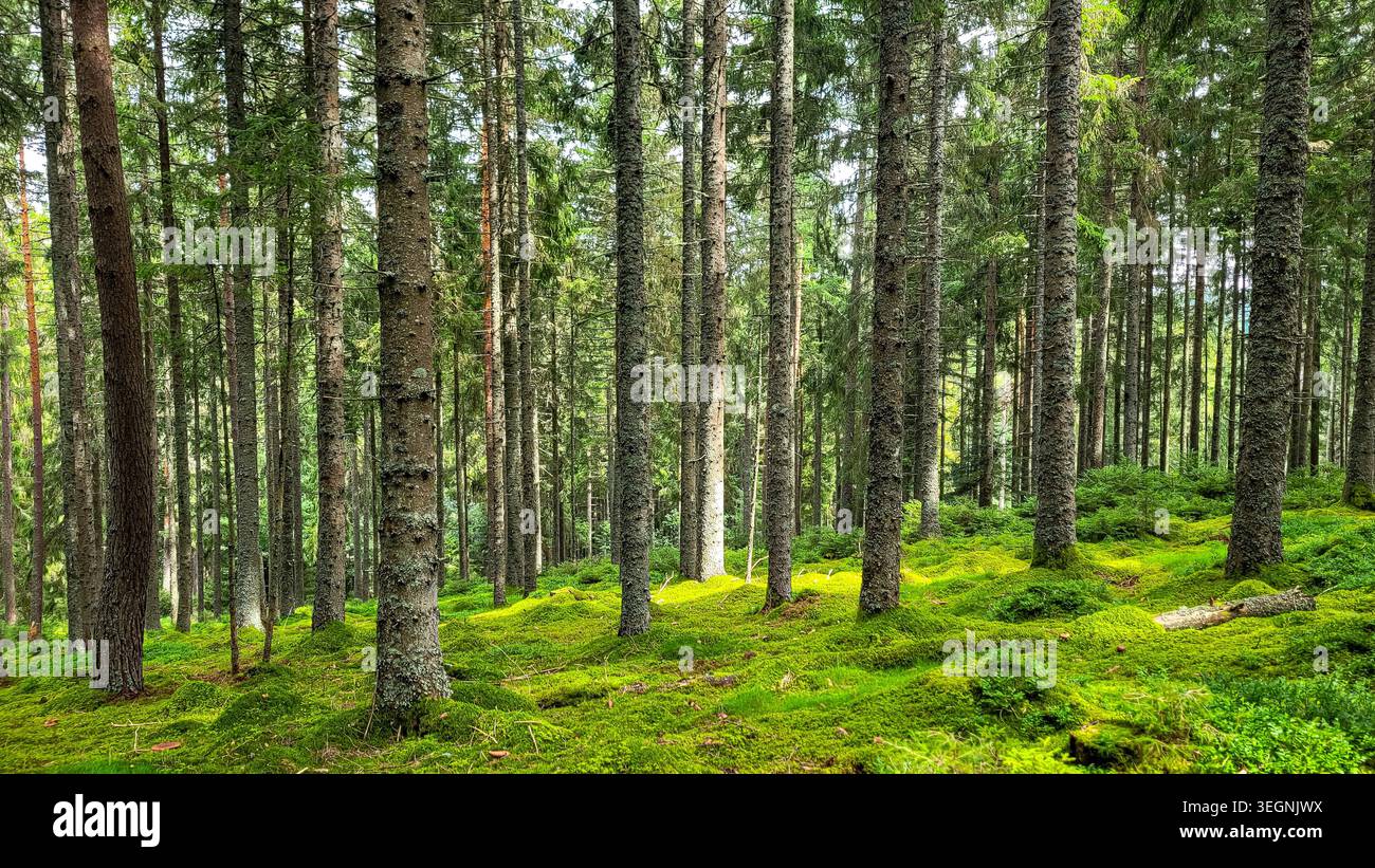 Vista panoramica della fitta foresta nera fiabesca o Schwarzwald con muschio verde nella Germania meridionale. Foto Stock