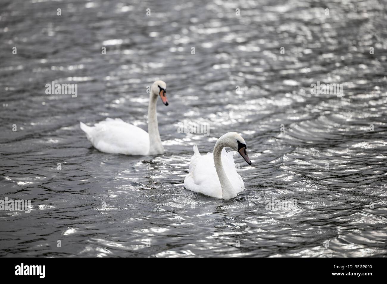 Due cigni bianchi muti nuotano lungo la superficie scura e ondulata di un lago durante il giorno, con le loro piume bianche che riflettono la luce naturale e la loro Foto Stock