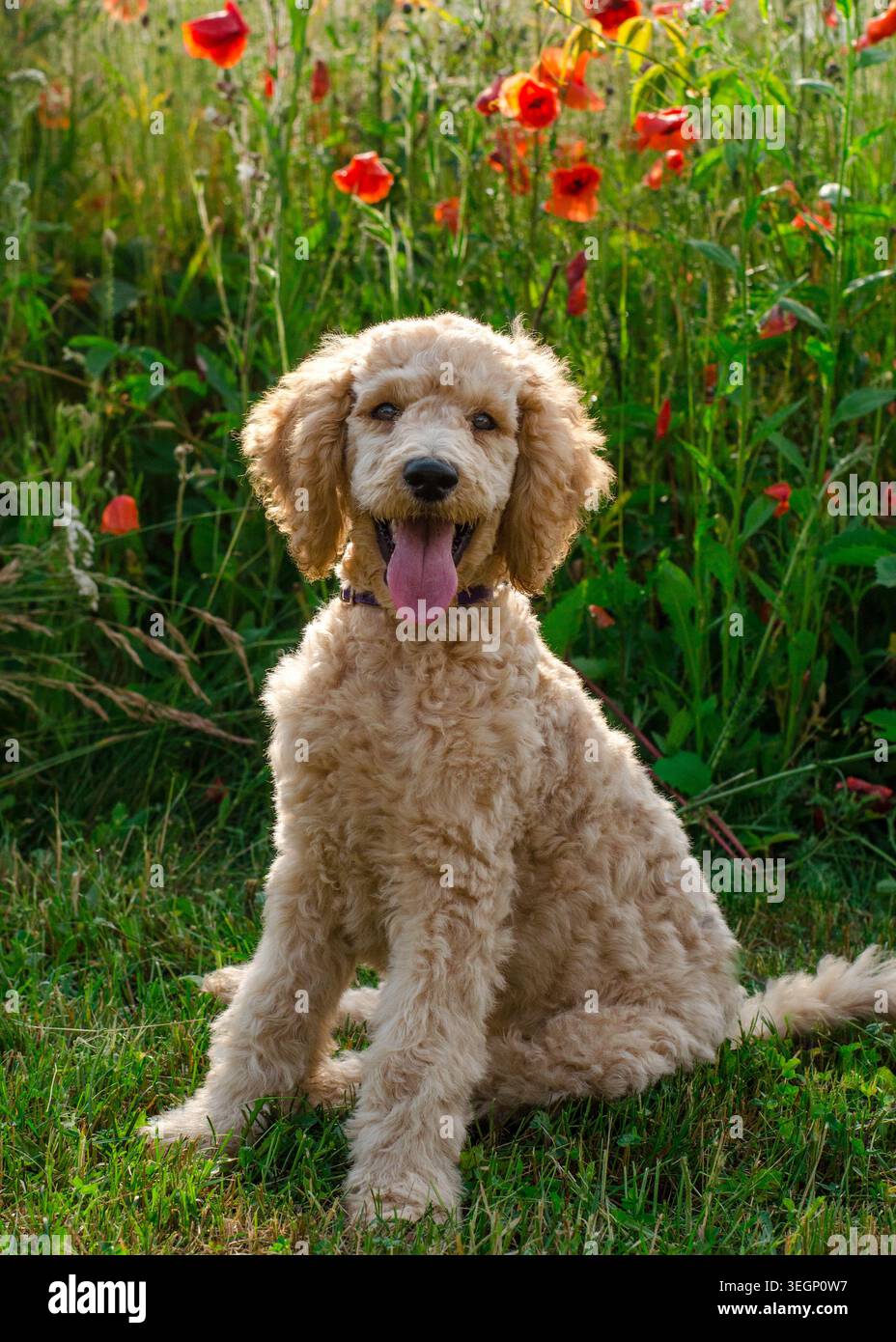 Ritratto di un cucciolo di papavero in fiori di papavero Foto Stock