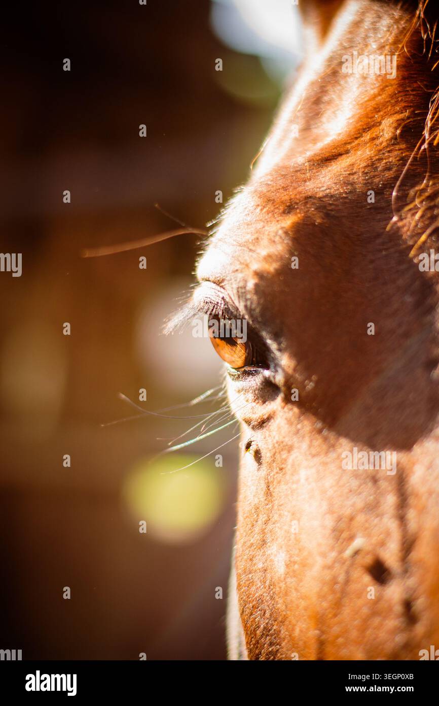 Occhio di un cavallo di baia Foto Stock