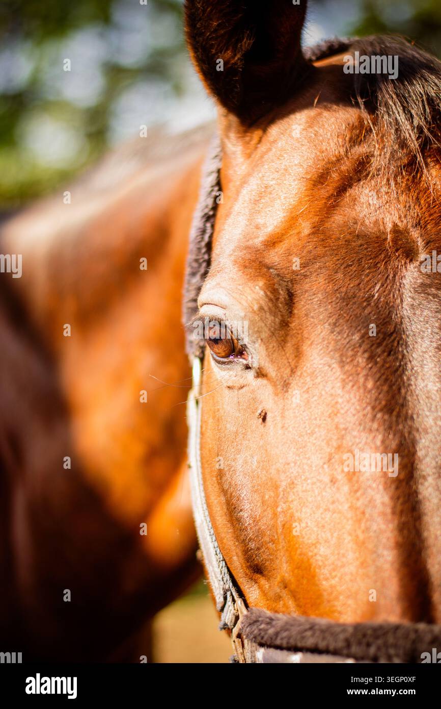 Occhio di un cavallo di baia Foto Stock