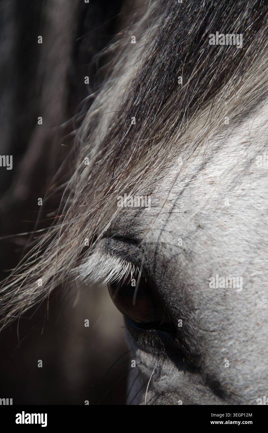 Dettagli dell'occhio equino in luce naturale Foto Stock