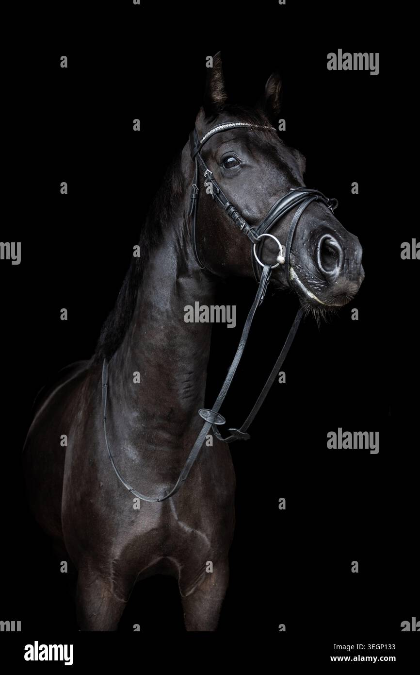 cavallo nero su sfondo nero Foto Stock