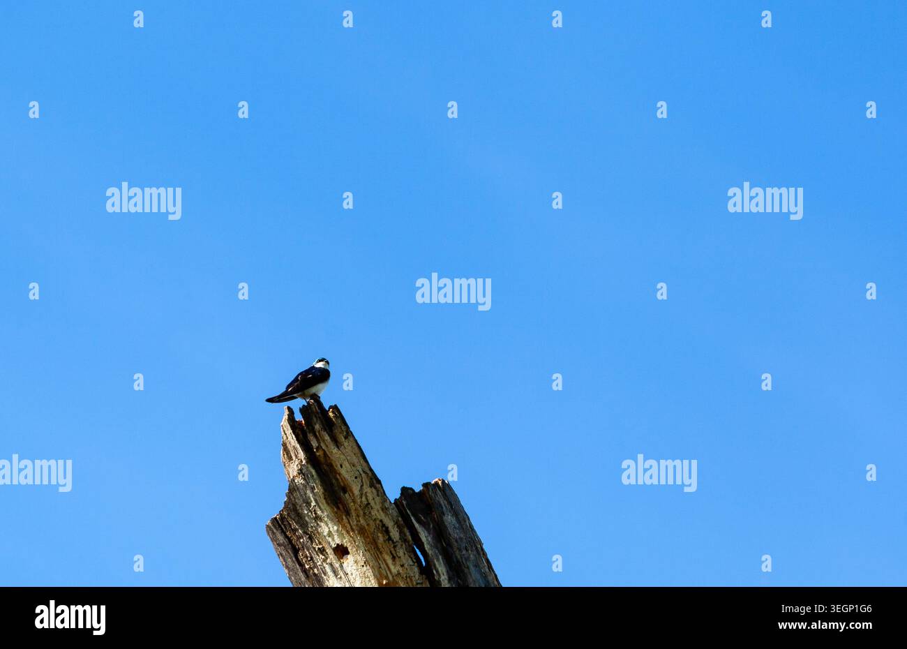 Una rondine di un albero arroccato su un ramo morto. Foto Stock