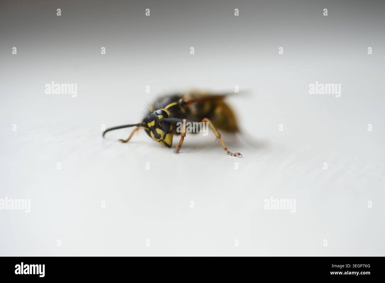 Giacca gialla WASP Foto Stock