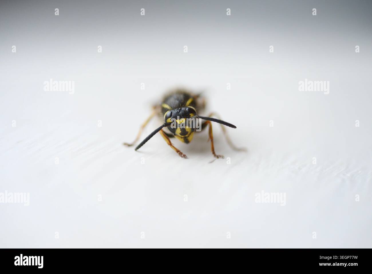 Giacca gialla WASP Foto Stock