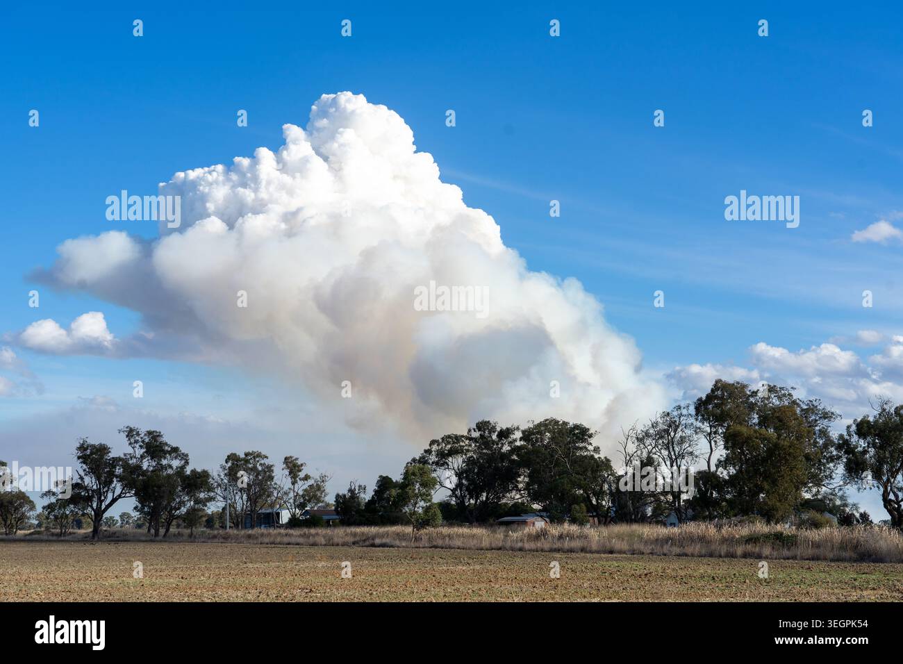 Colonna di fumo grigia densa, dalla pratica agricola di bruciare le stoppie del raccolto per liberare il paddock per la semina del raccolto in autunno . Foto Stock