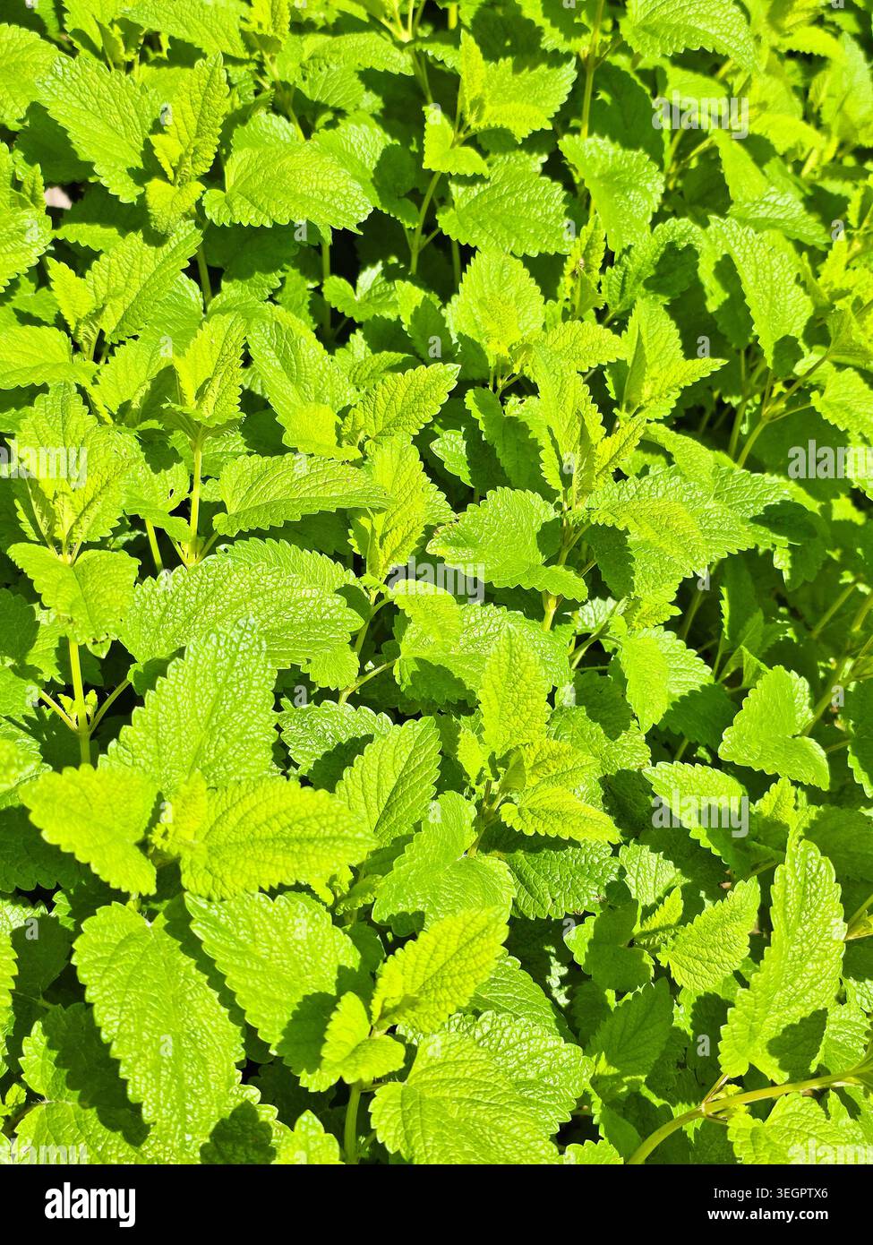 Foglie fresche di balsamo di limone (Melissa officinalis) che crescono alla luce del sole del giardino Foto Stock