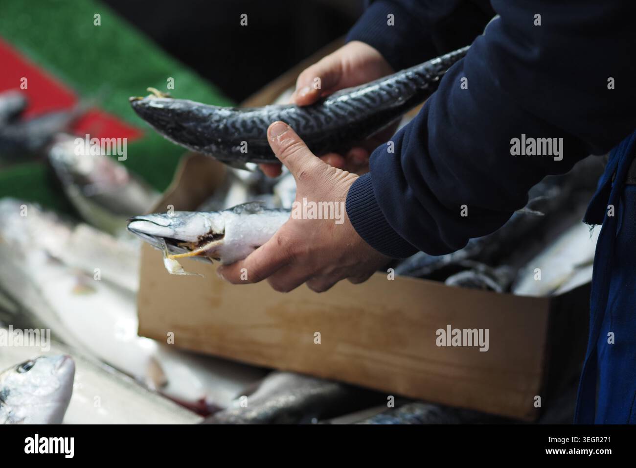 Attività del mercato del pesce con venditori che espongono catture fresche Foto Stock