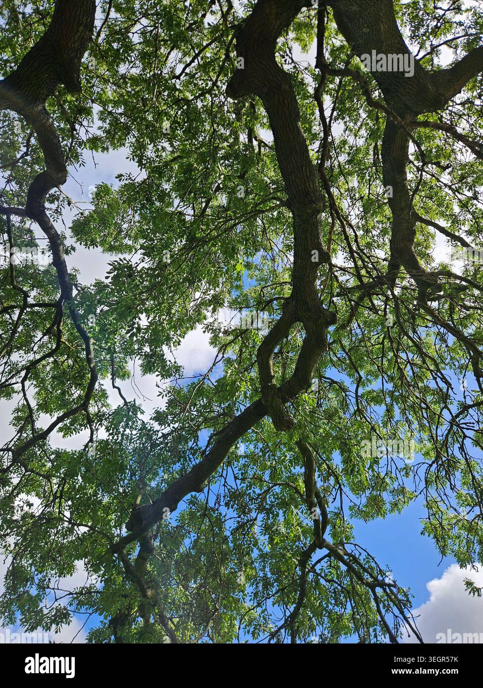 Lussureggianti rami di alberi verdi che coprono un cielo blu - Immagine stock catturata con smartphone