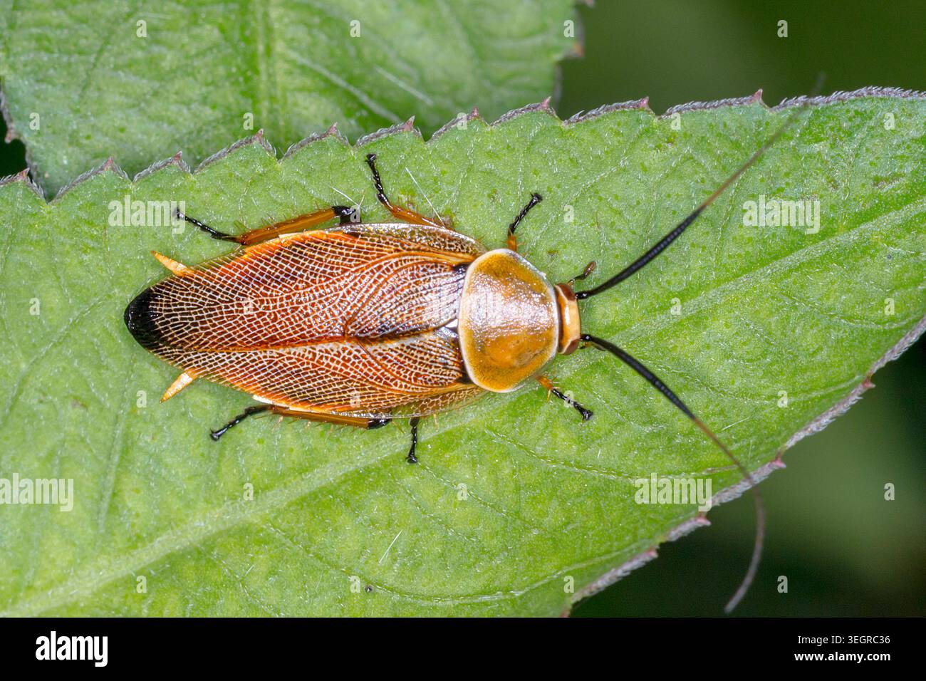 Bush Cockroach (Ellipsidion humerale) che riposa su una foglia verde in Australia. Foto Stock
