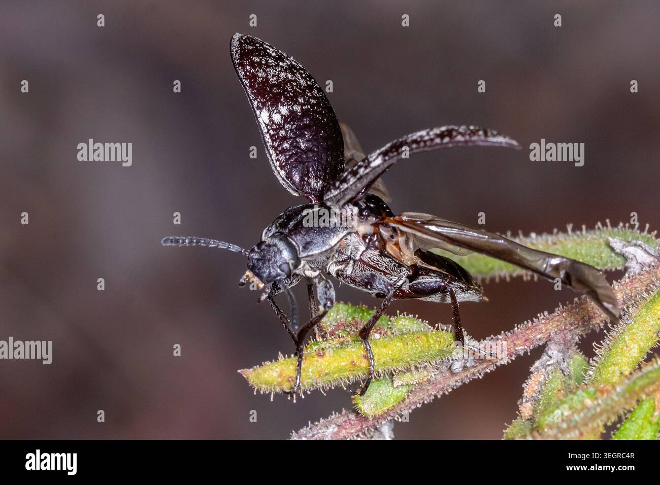 Scarabeo Darkling (Lepispilus sulcicollis) che mostra coperture alari rialzate mentre si nutre della vegetazione nelle Brisbane Ranges, Victoria, Australia. Foto Stock