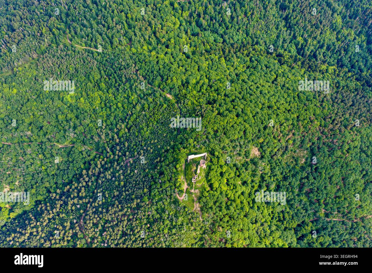 Vista aerea delle rovine storiche del castello annidate in una fitta foresta verde in una giornata di sole a Ribeauville, Grand Est, Francia. Foto Stock