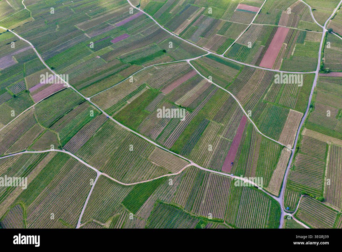 Vista aerea del mosaico geometrico di lussureggianti vigneti e campi coltivati divisi da stretti sentieri rurali Ribeauville, Grand Est, Francia. Foto Stock
