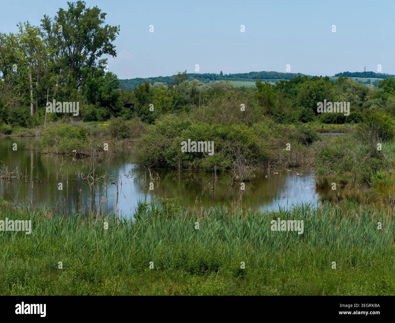 Serene Wetland Haven con anatre in un giorno di sole Foto Stock
