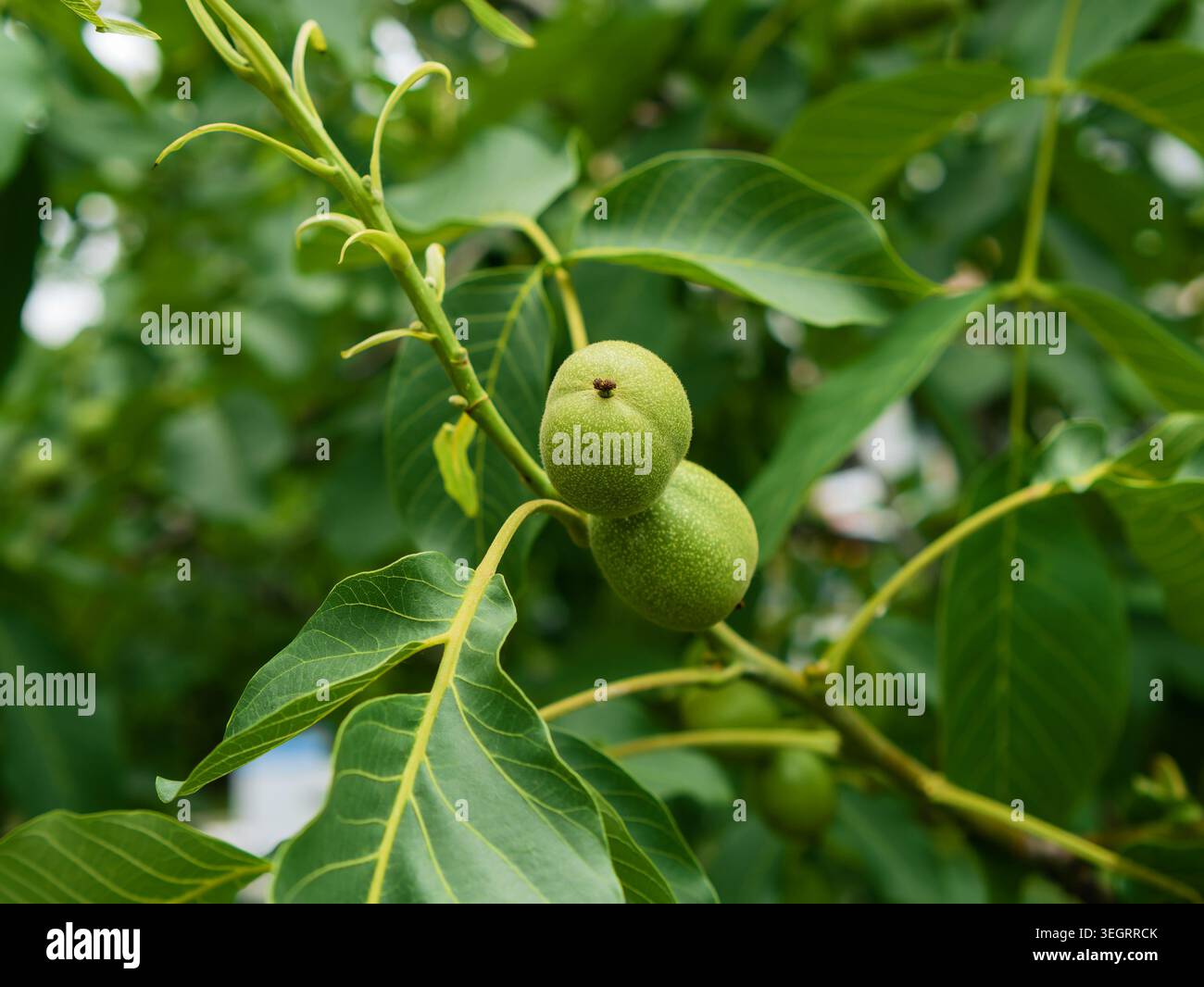Primo piano di noci verdi non mature Juglans regia che cresce su un ramo con vegetazione lussureggiante, concetto agricolo di produzione di noci in un soleggiato frutteto estivo Foto Stock