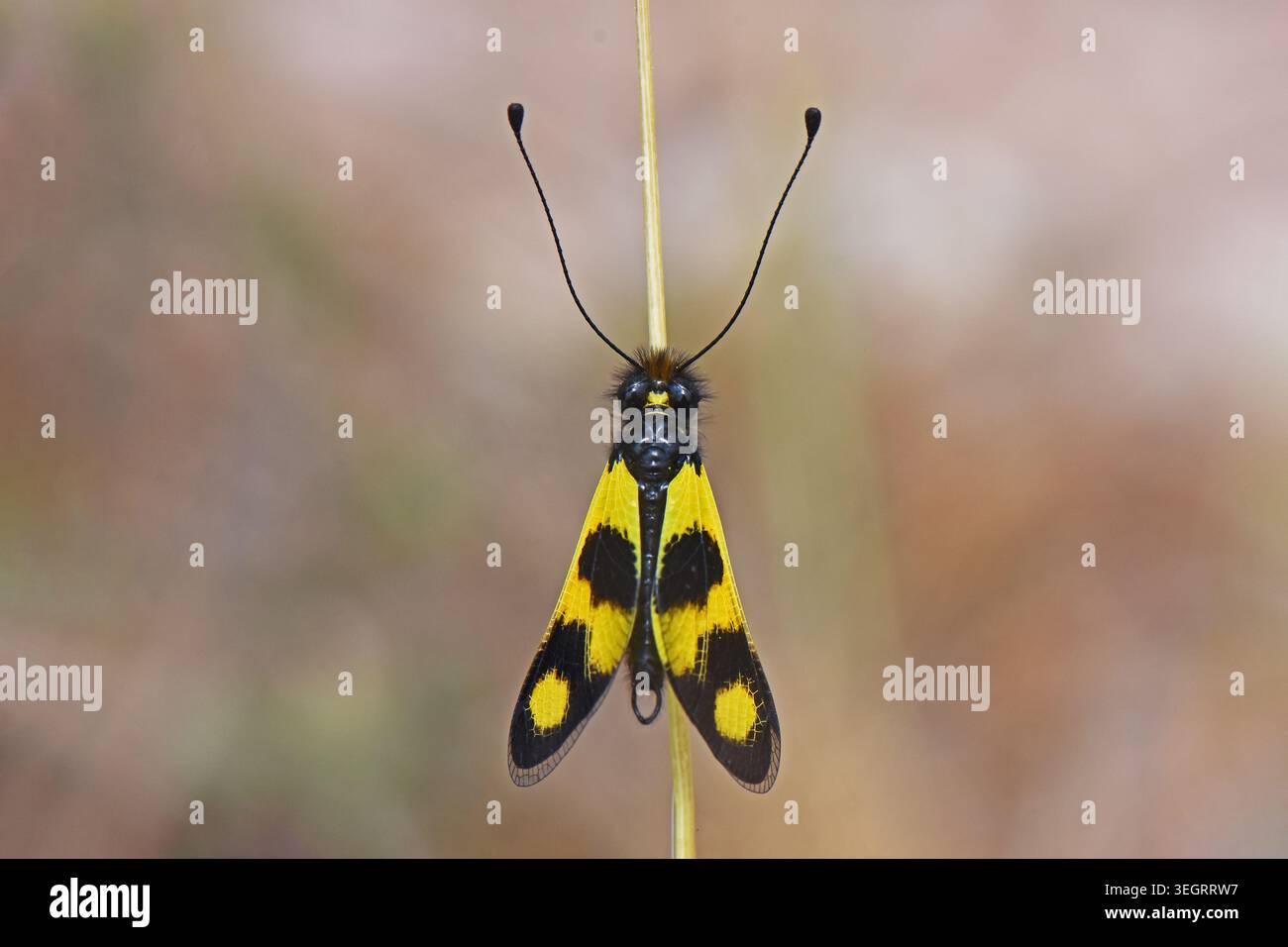 Sorprendente gufo giallo che riposa in natura, macro shot verticale di un macaronio Libelloides arroccato simmetrico su uno stelo di pianta secca con parzialmente aperto Foto Stock