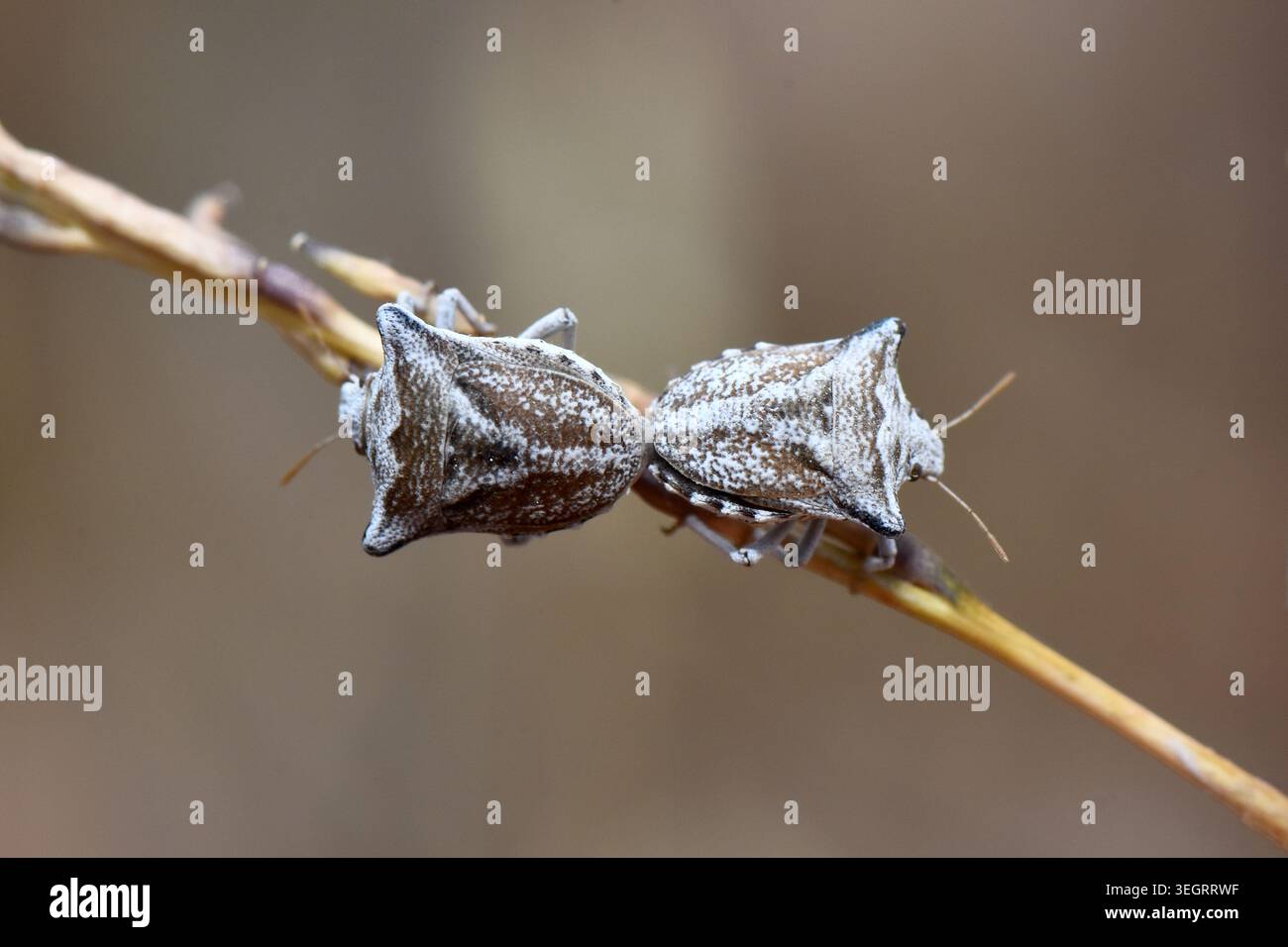 Coppia di accoppiamenti di Ventocoris achivus schermano insetti in natura, primo piano macro orizzontale di due insetti puzzolenti Uniti all'addome su un ramoscello sottile e asciutto Foto Stock