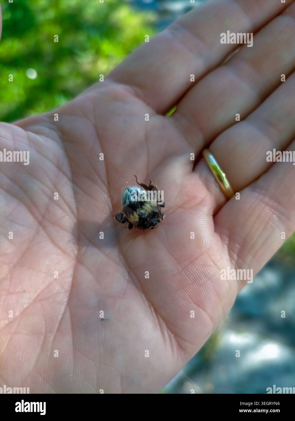 Primo piano di un bumblebee o di un'ape senza vita tenuta nel palmo della mano di una persona. Immagine concettuale che rappresenta il declino delle api, cri ambientale Foto Stock