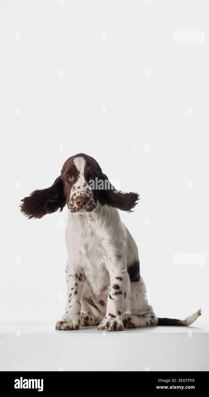 Cucciolo di spaniel seduto con ampie orecchie floppy su sfondo bianco Foto Stock