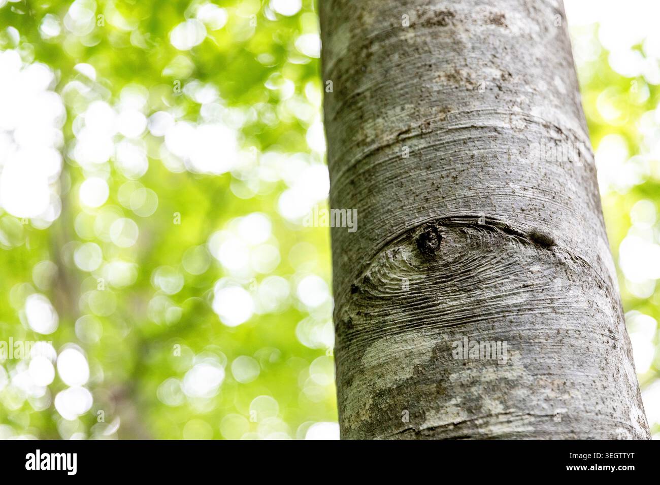 Interessante occhio come segno su un faggio in slovenia, terzo occhio, simbolo interessante Foto Stock