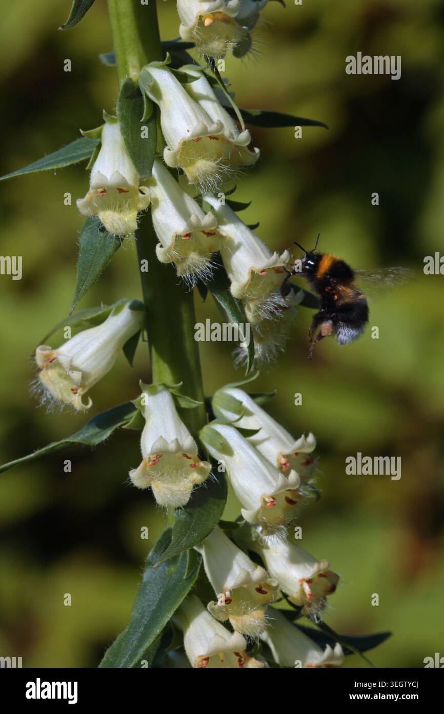 Bumble Bee in visita a Foxglove Lutea (digitalis) Foto Stock