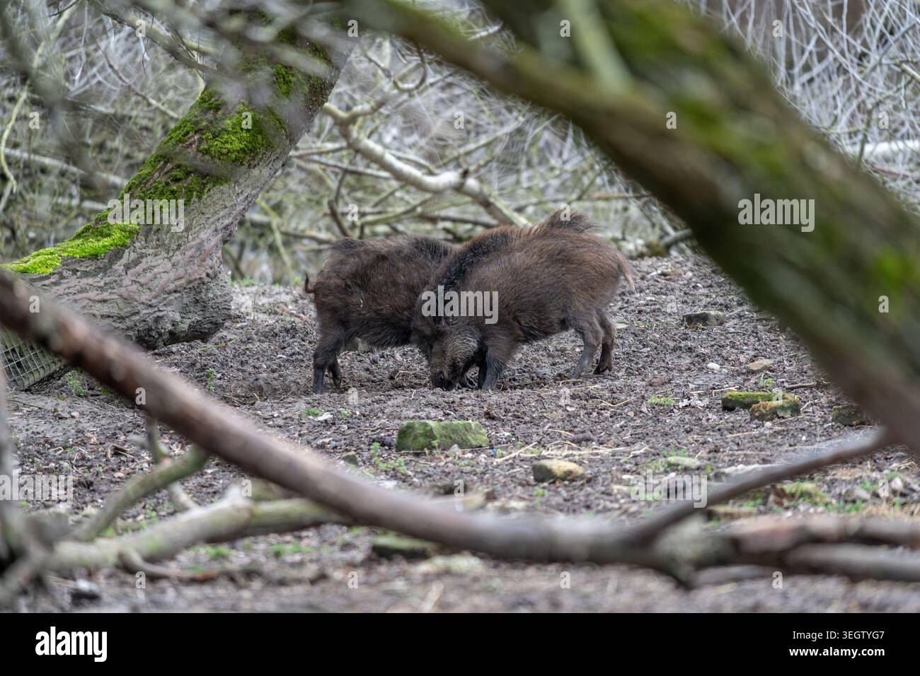 Un autentico assaggio della vita dei cinghiali, catturati mentre due animali si nutrono diligentemente sul terreno fangoso di un'area boschiva. La consistenza ruvida o Foto Stock