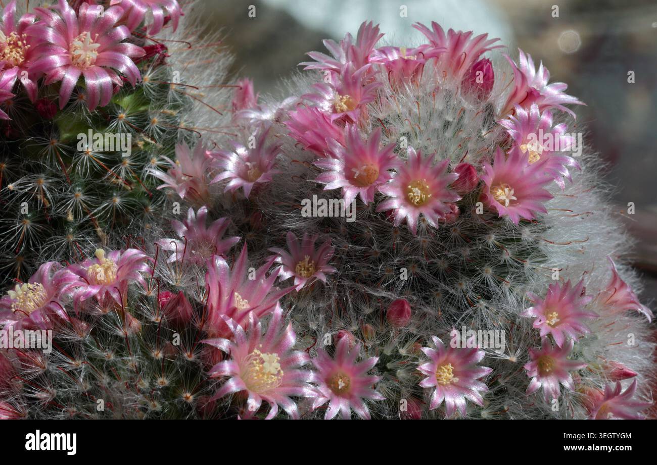 Cactus Mamillaria Zeilmanniana Flowers Foto Stock