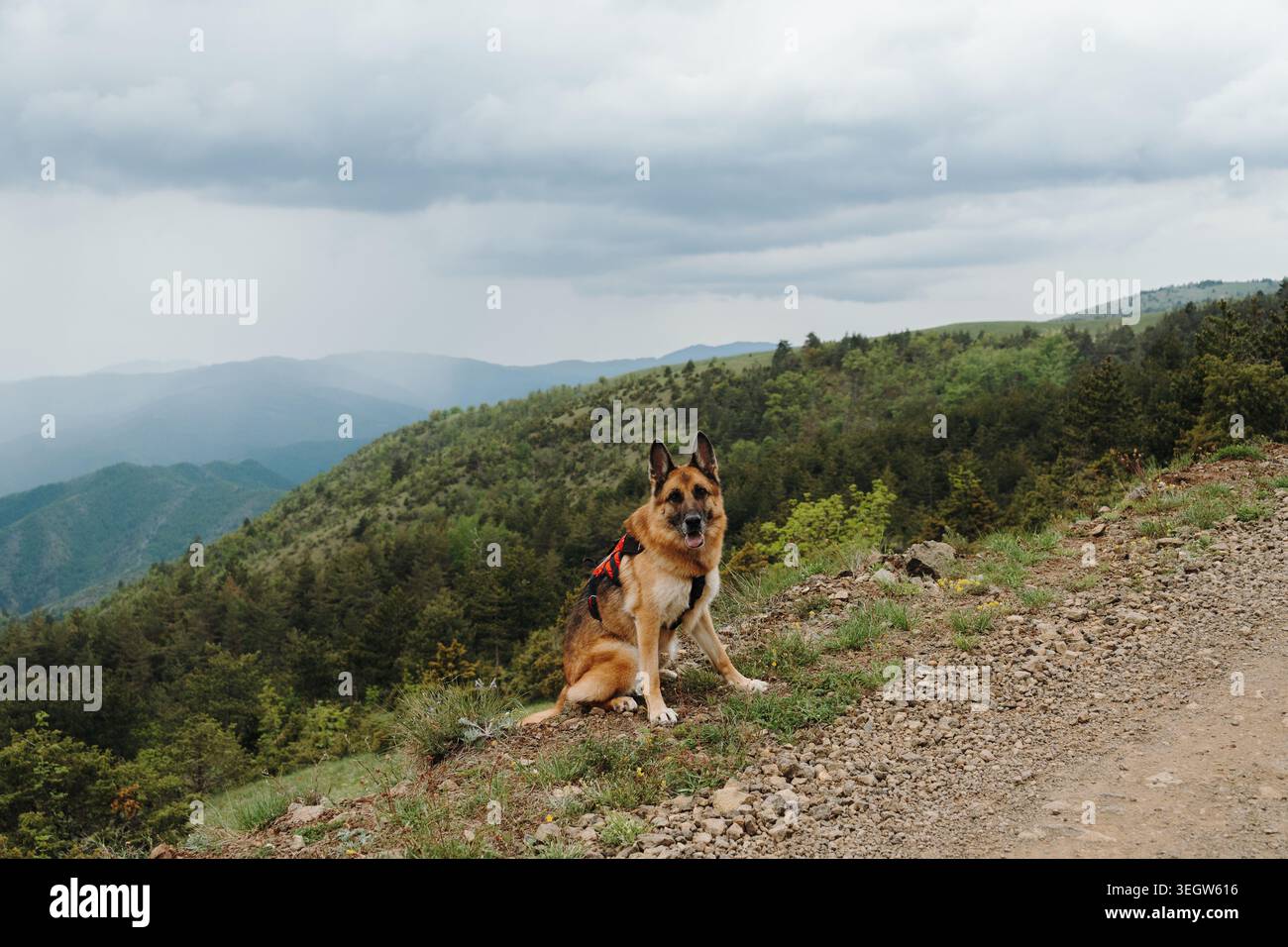 Pastore tedesco seduto su una cresta montuosa con paesaggio panoramico in Serbia. Concetto di escursionismo, lealtà, avventura all'aperto e viaggio. Foto Stock
