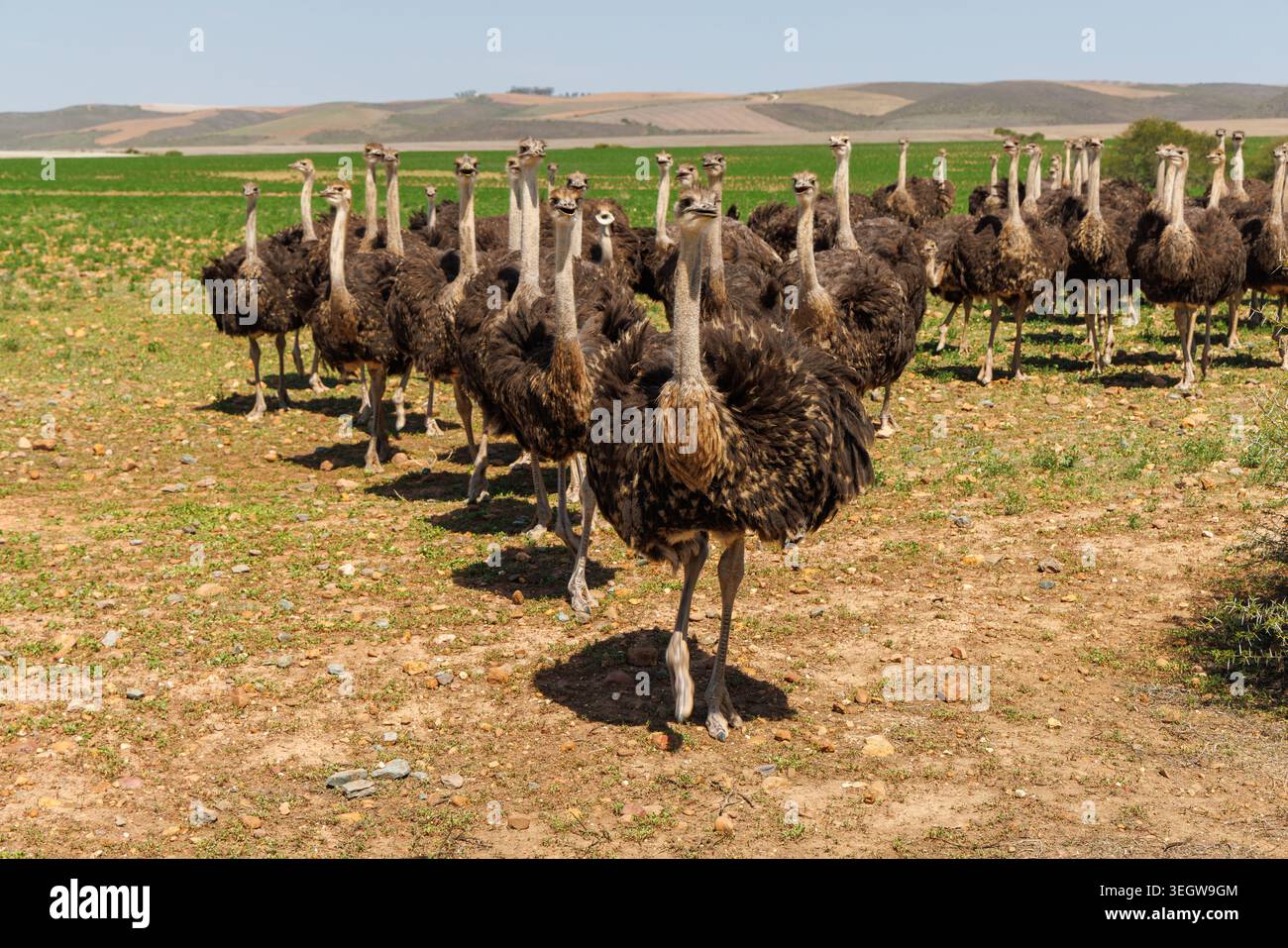 Gruppo di struzzi che camminano attraverso un campo aperto in Sud Africa, il paesaggio della fauna selvatica africana Foto Stock