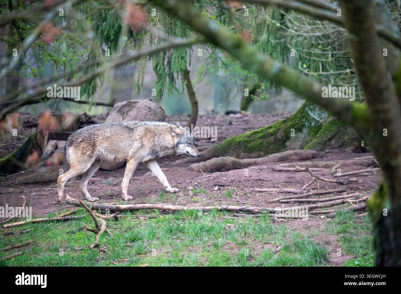 Un'immagine dinamica di un maestoso lupo grigio che si muove con grazia attraverso il suo recinto naturalistico. L'andatura focalizzata del lupo e un leggero espresso a bocca aperta Foto Stock
