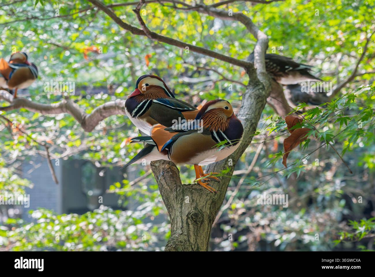 Anatre mandarine che riposano su un ramo d'albero in un giardino durante le ore di luce diurna in un ambiente naturale Foto Stock